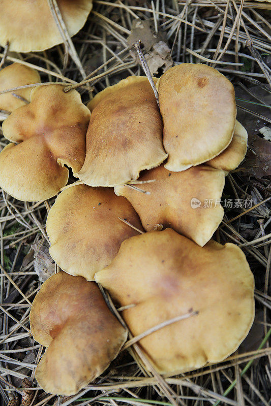 普通锈菌(Gymnopilus penetrans)